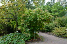 Image of panicled hydrangea