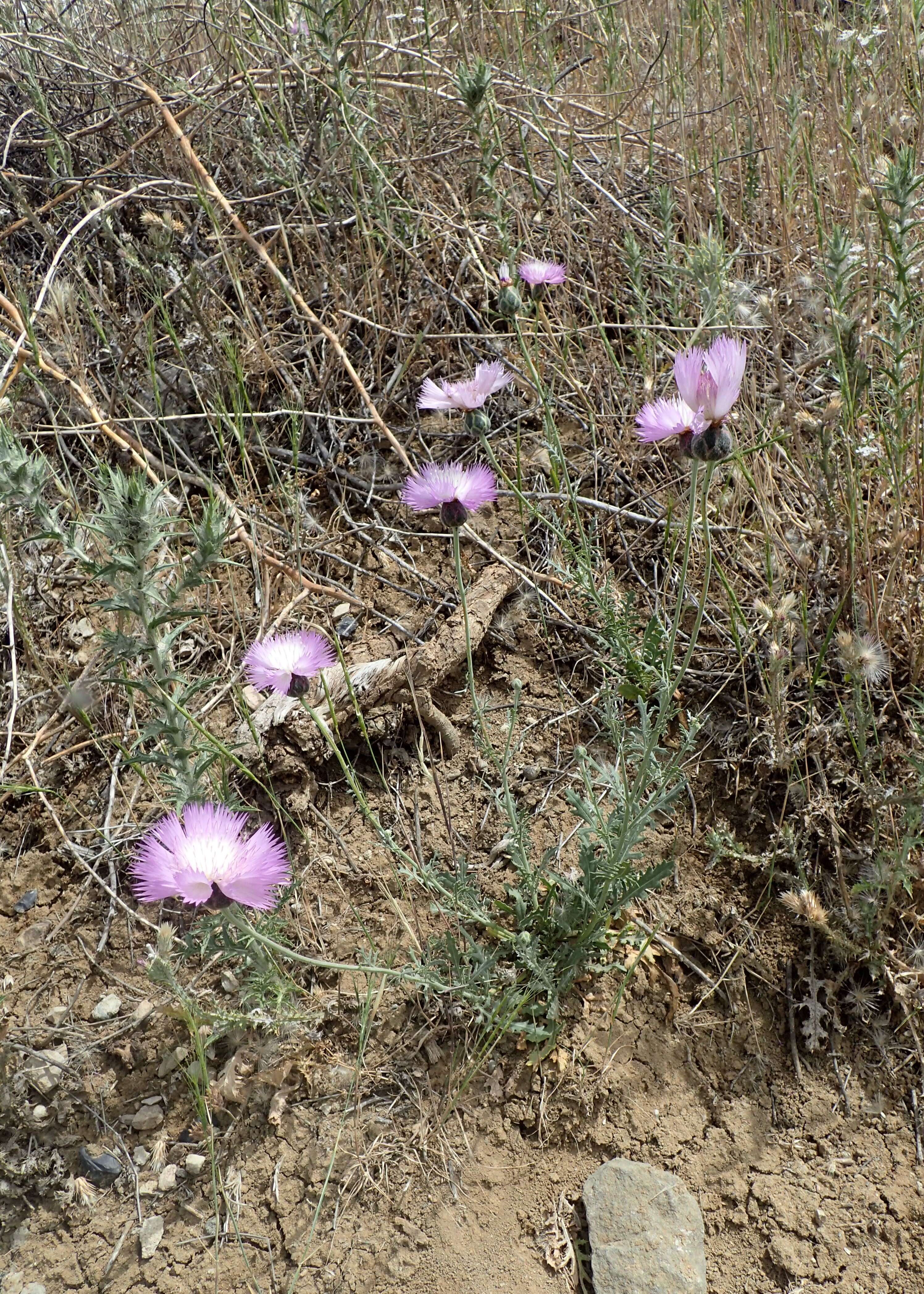 Plancia ëd Amberboa moschata (L.) DC.