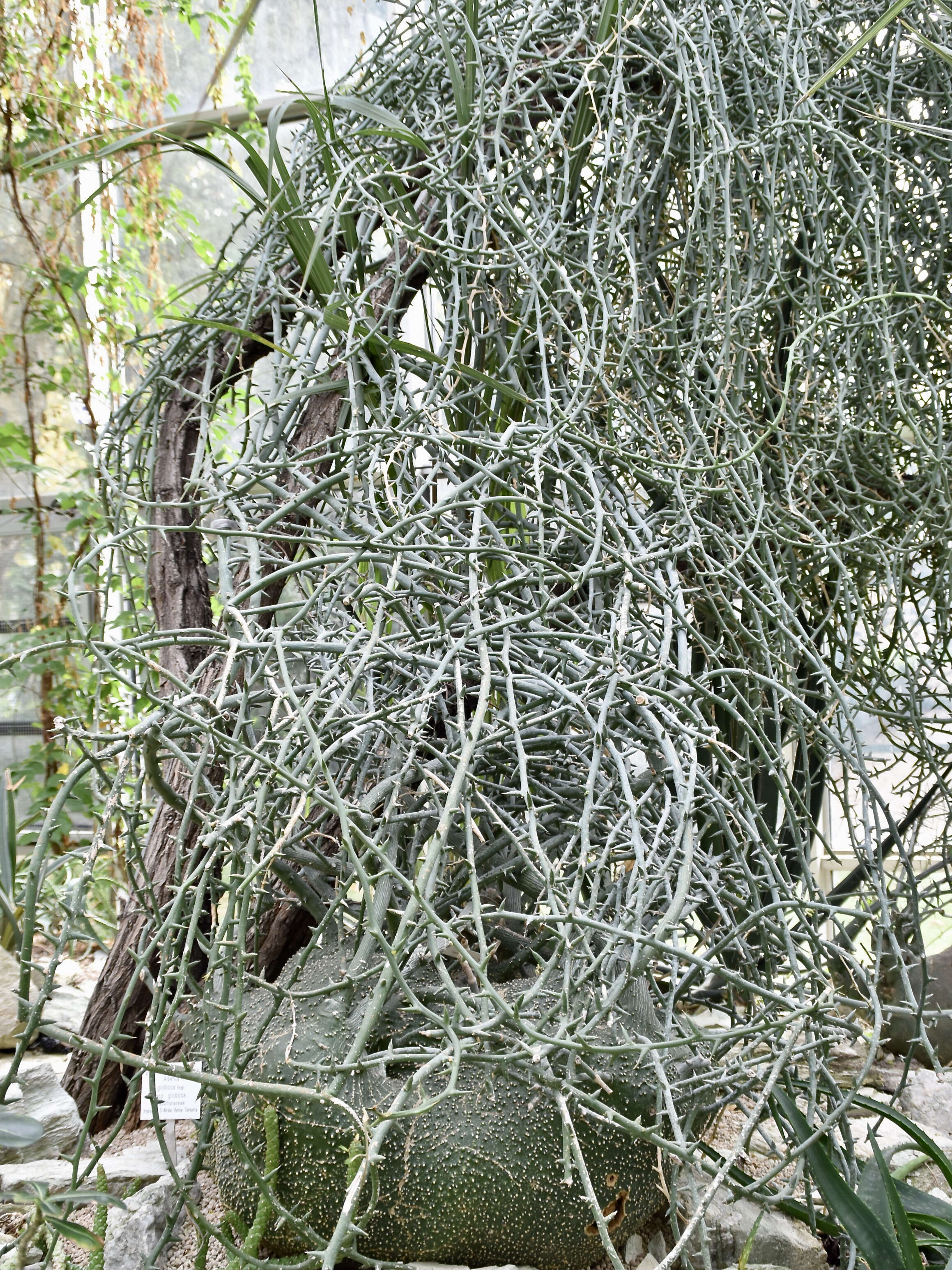 Image of Adenia globosa Engl.