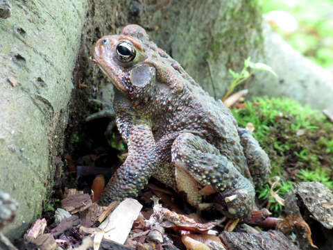 Image de Anaxyrus americanus (Holbrook 1836)