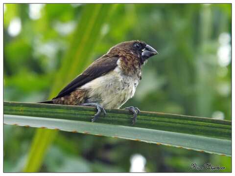 Image of White-rumped Munia