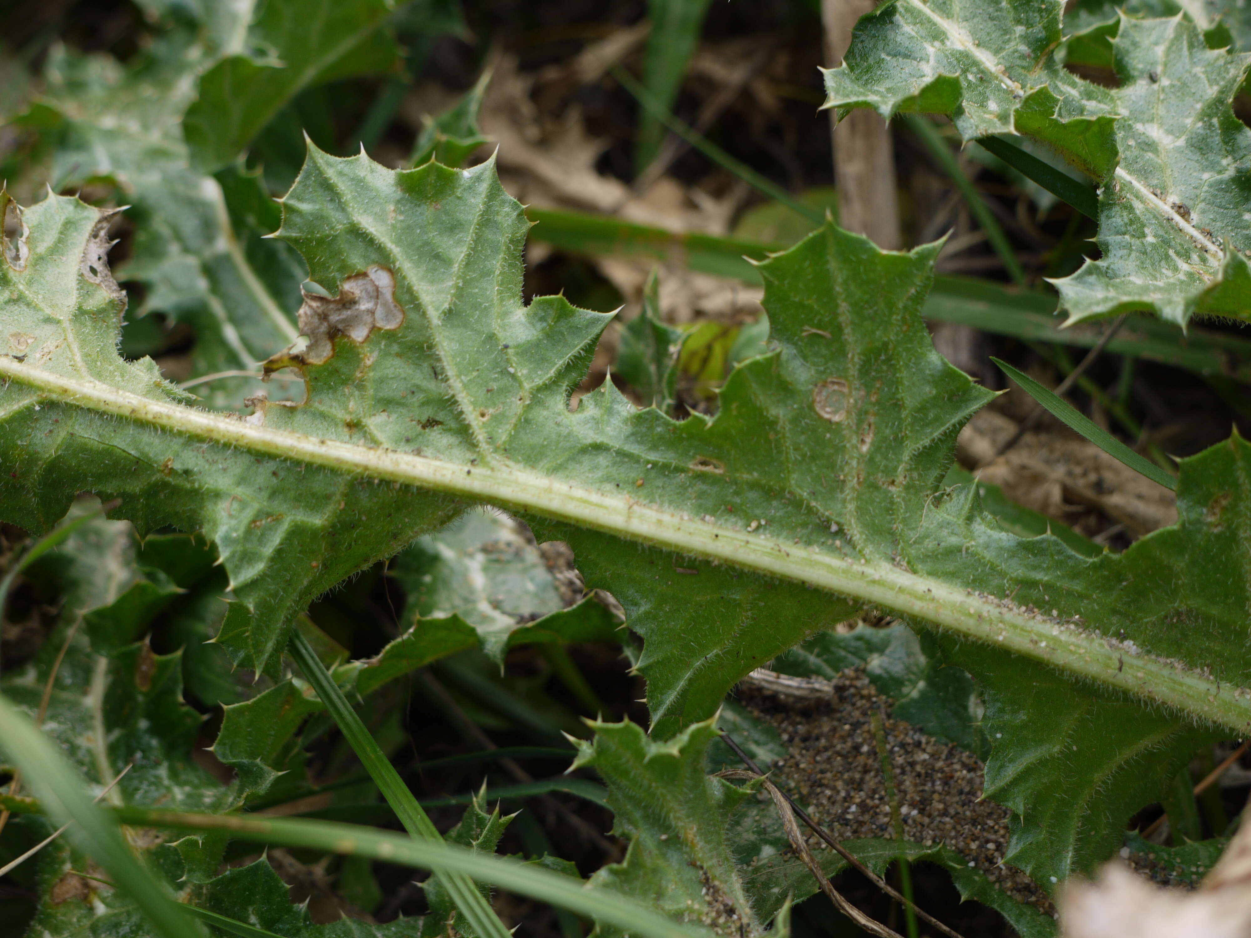 Image of Milk thistle