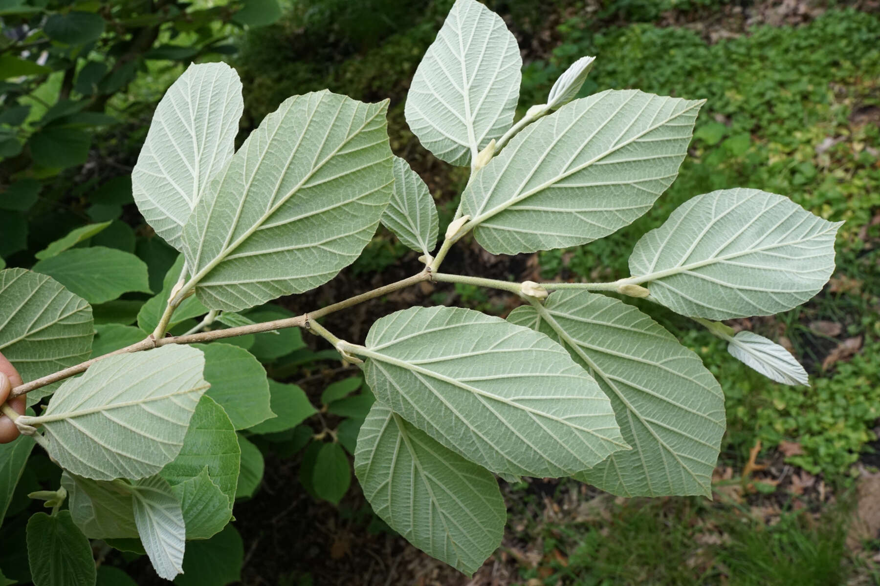 Imagem de Hamamelis mollis Oliv.