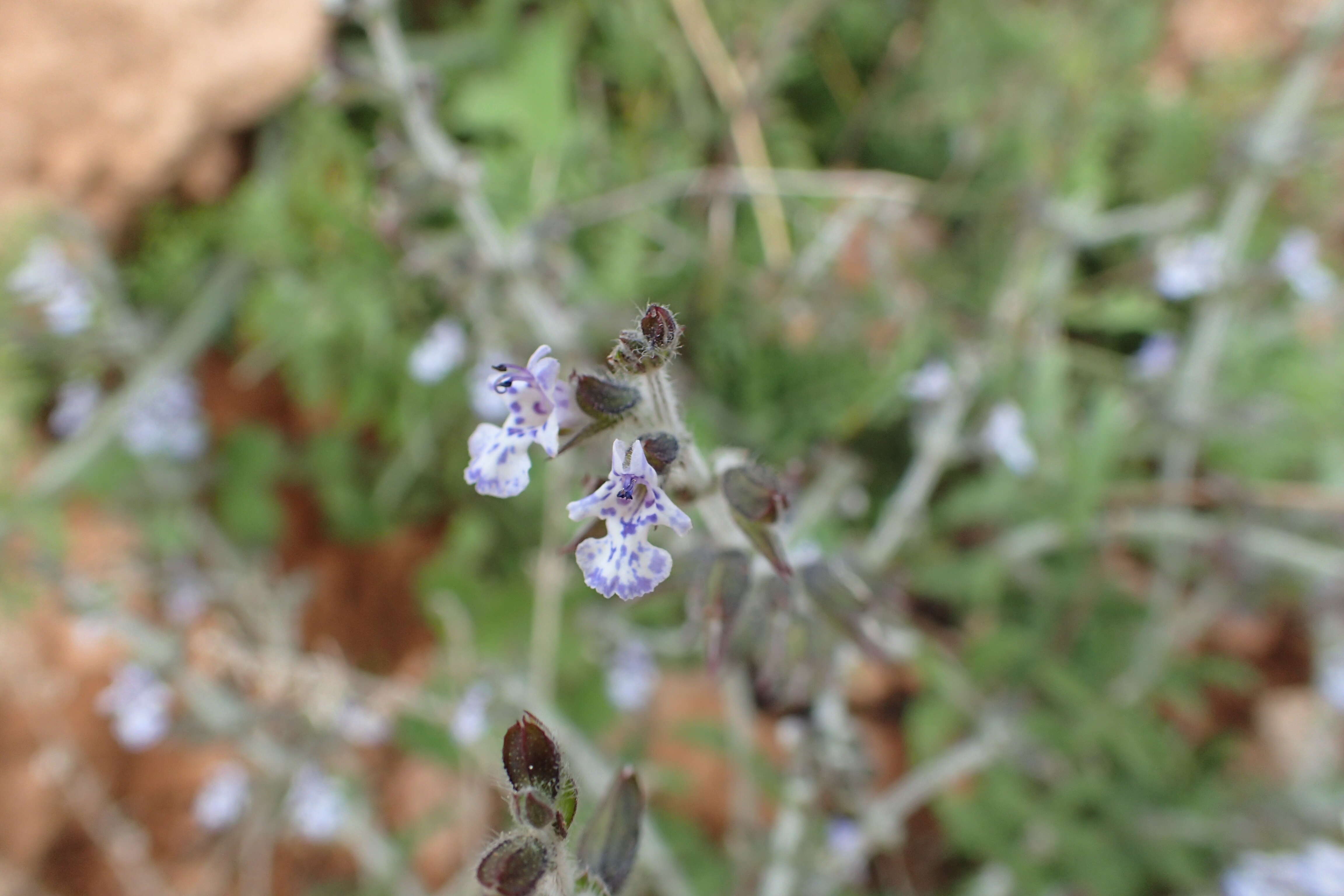 Image of Salvia spinosa subsp. spinosa