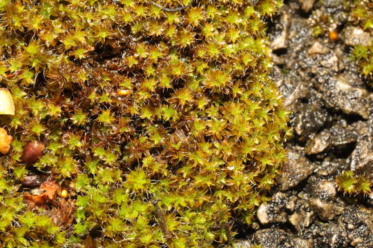 صورة Syntrichia ruralis Weber & D. Mohr 1803