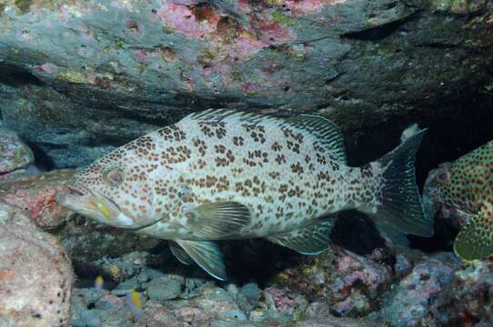 Image of Crossband Rockfish