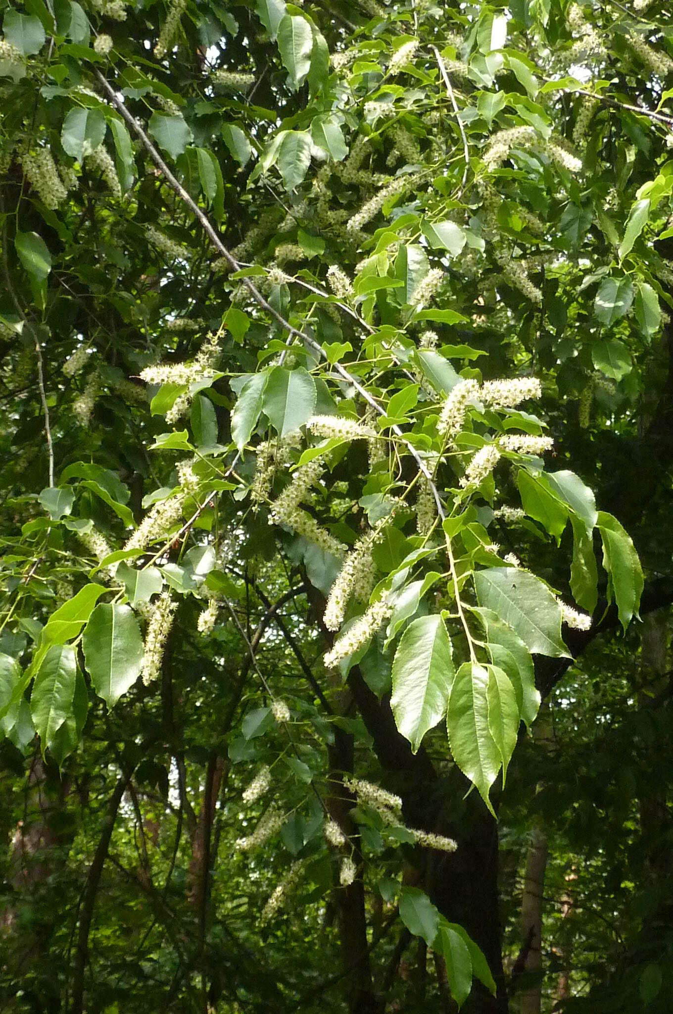 Image of black cherry