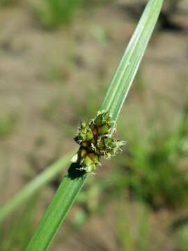 Sivun Schoenoplectiella mucronata (L.) J. Jung & H. K. Choi kuva