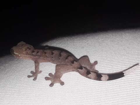 Image of Turnip-tailed gecko