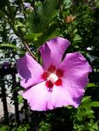 Imagem de Hibiscus syriacus L.