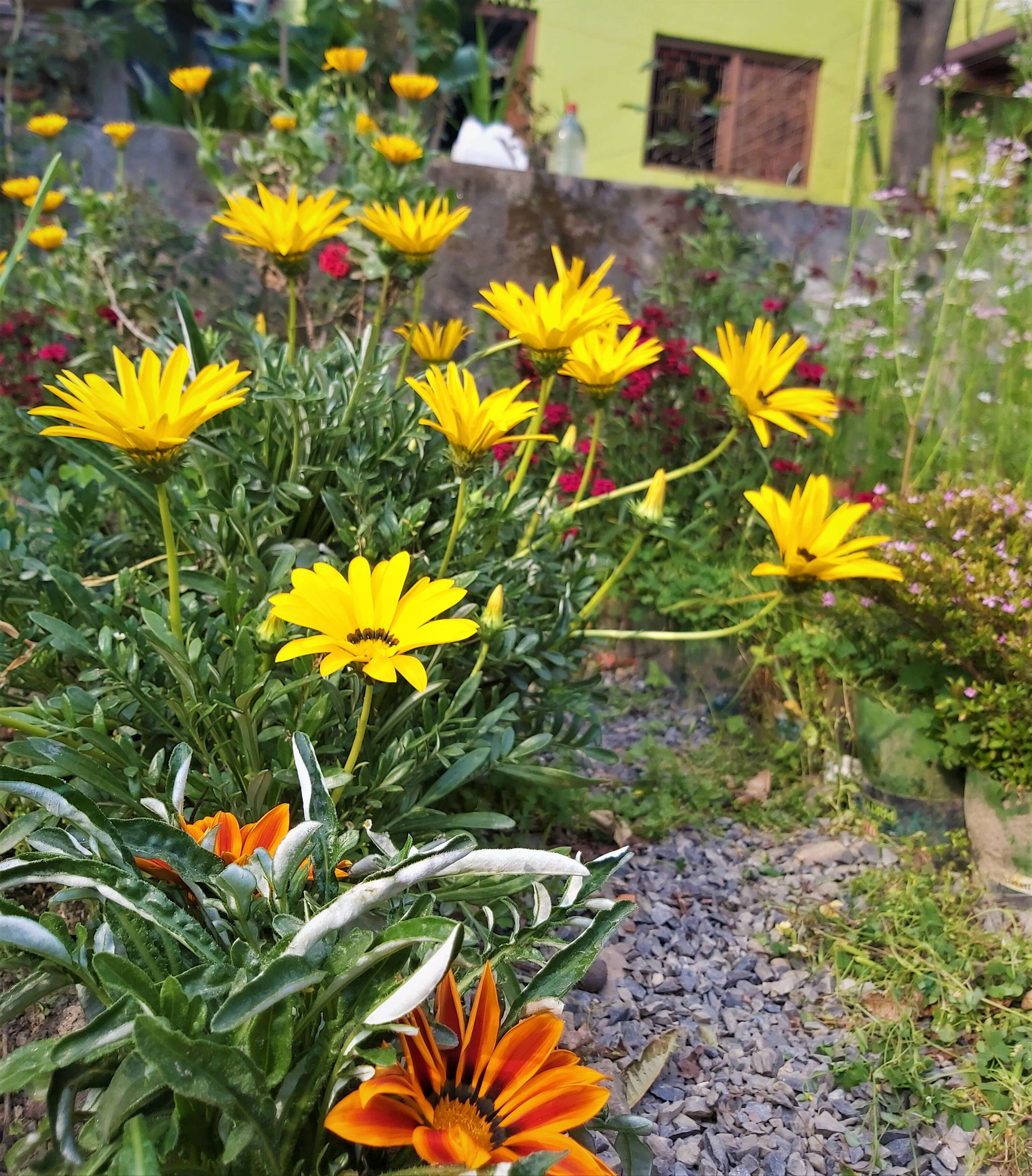 Image of treasure-flower