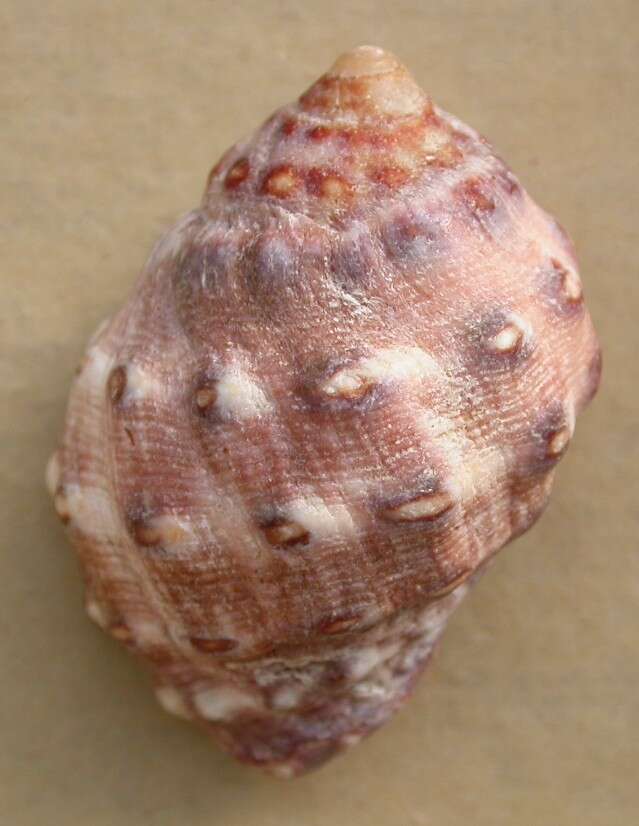 Image of alou rock shell