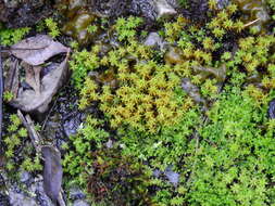 Image of great hairy screw-moss