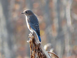 Image of Eastern Bluebird