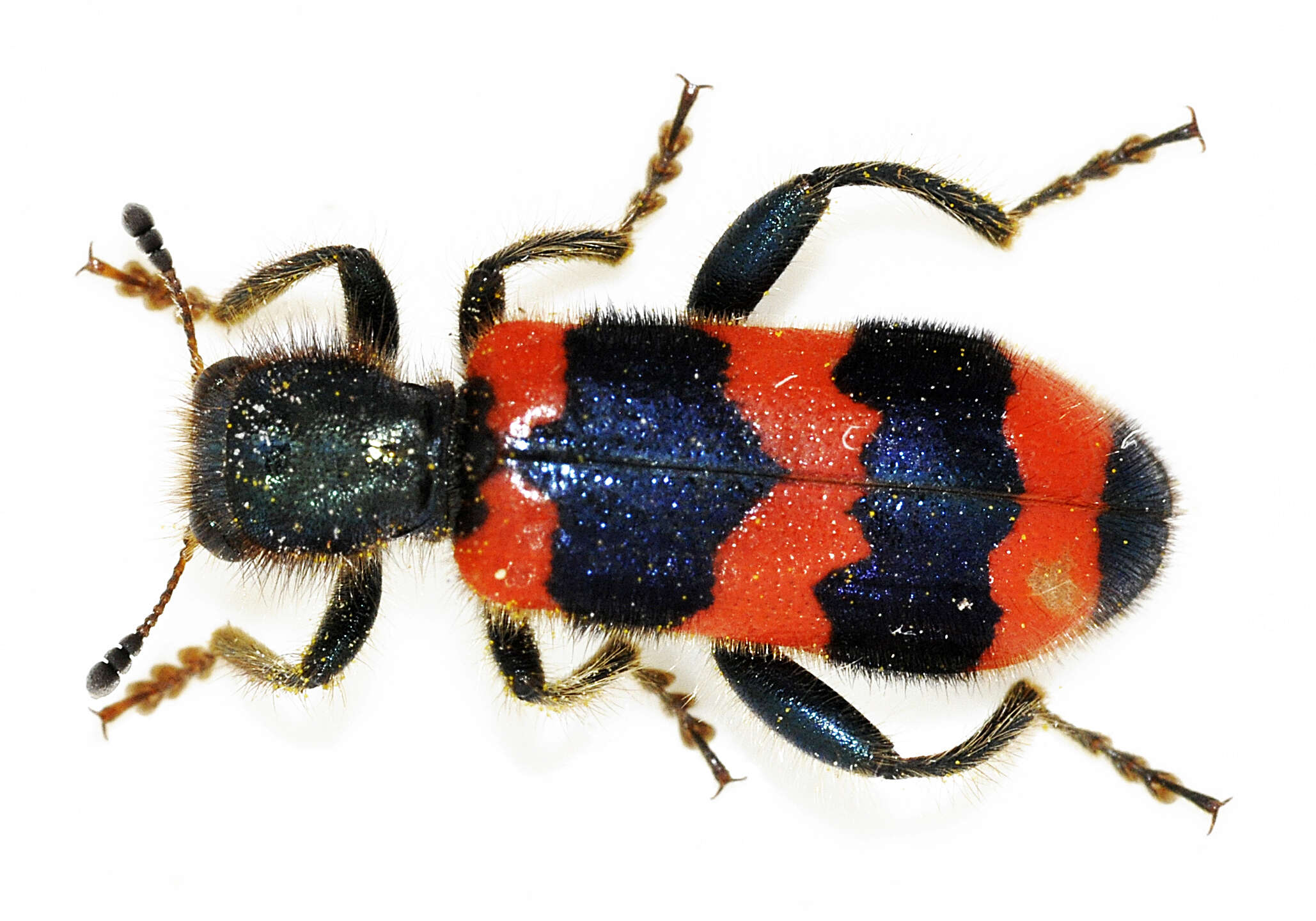 Image of Trichodes apiarius