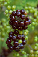 Image of American spikenard