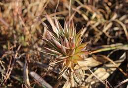 Image of Macledium zeyheri (Sond.) S. Ortiz