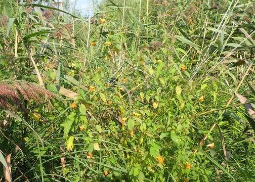 Image of jewelweed