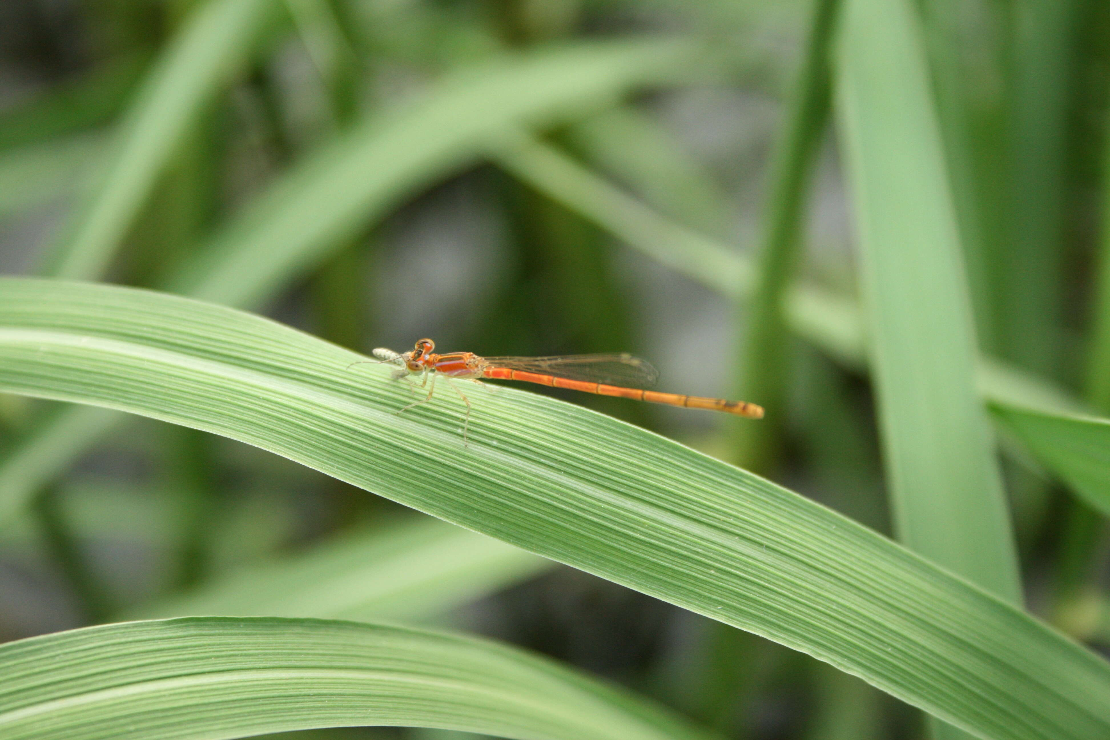 Imagem de Agriocnemis pygmaea (Rambur 1842)