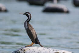 Image of Spotted Shag