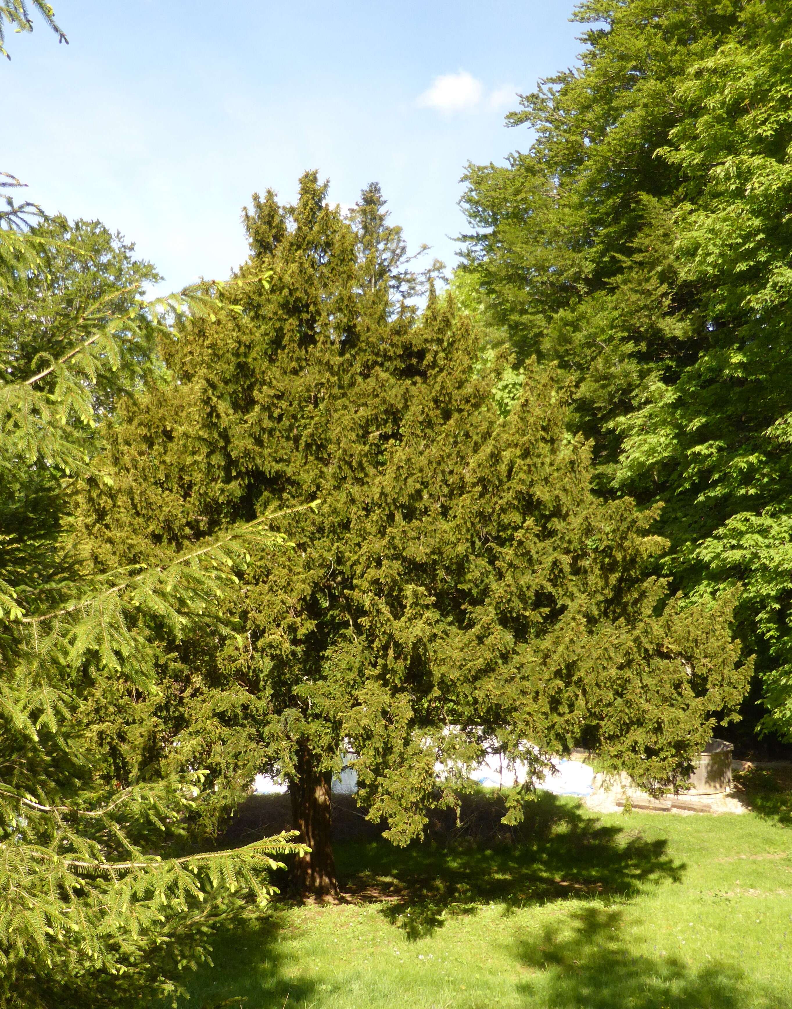 Image of English yew