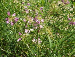 Image of crown vetch