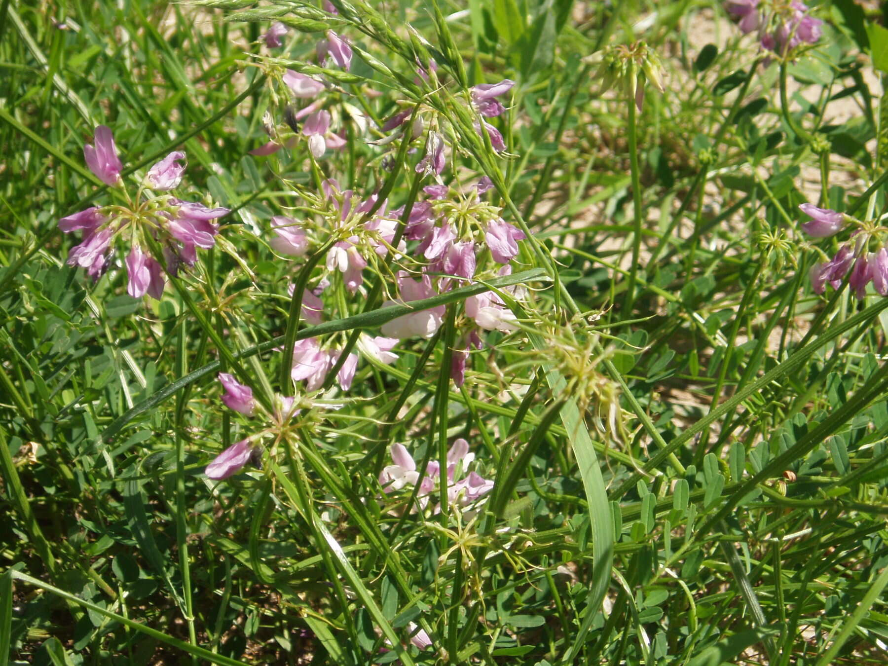 Image of crown vetch