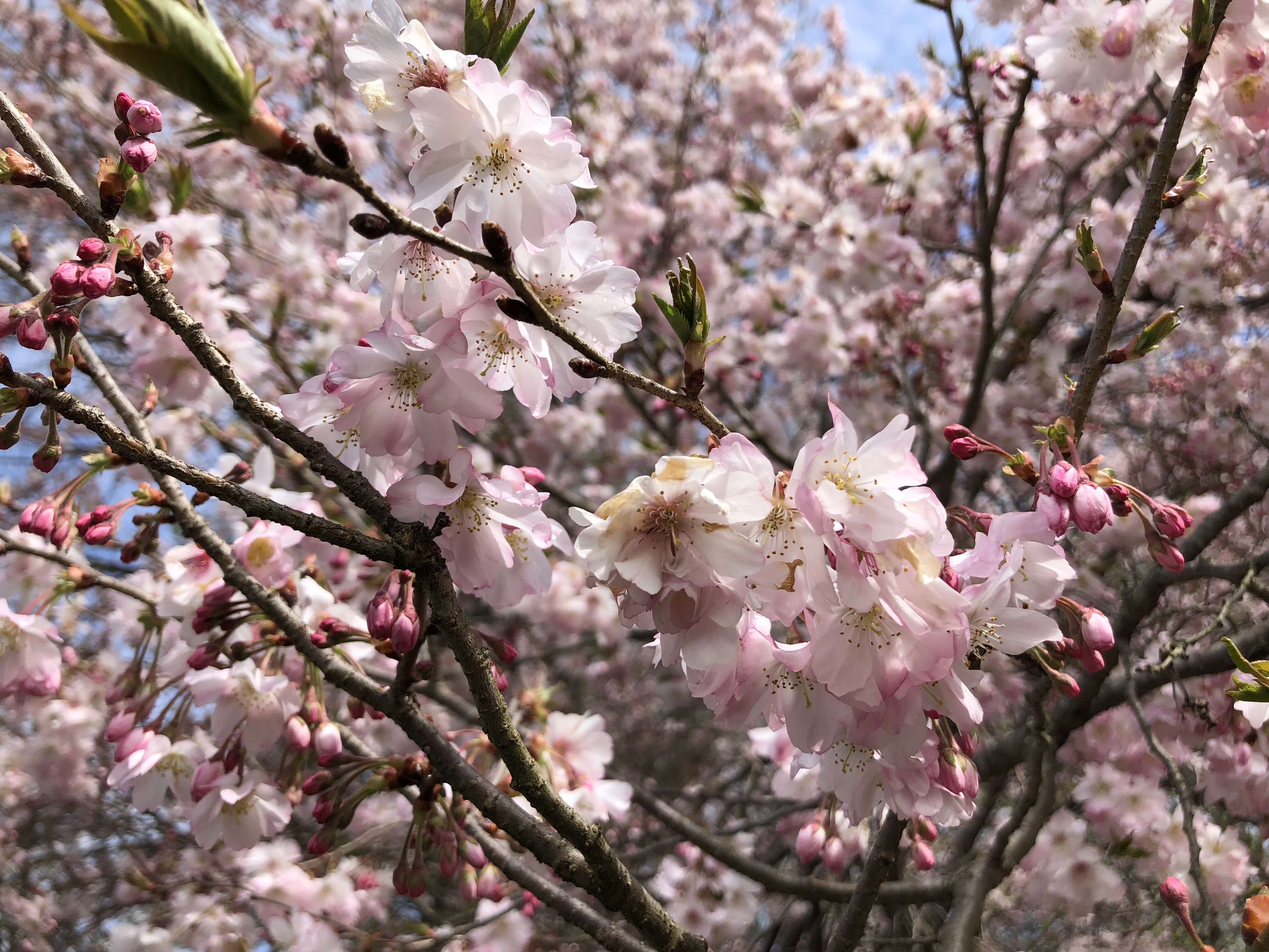 Plancia ëd Prunus subhirtella Miq.