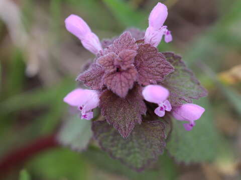 Image of purple archangel