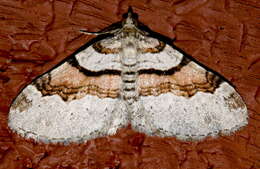 Image of Labrador Carpet