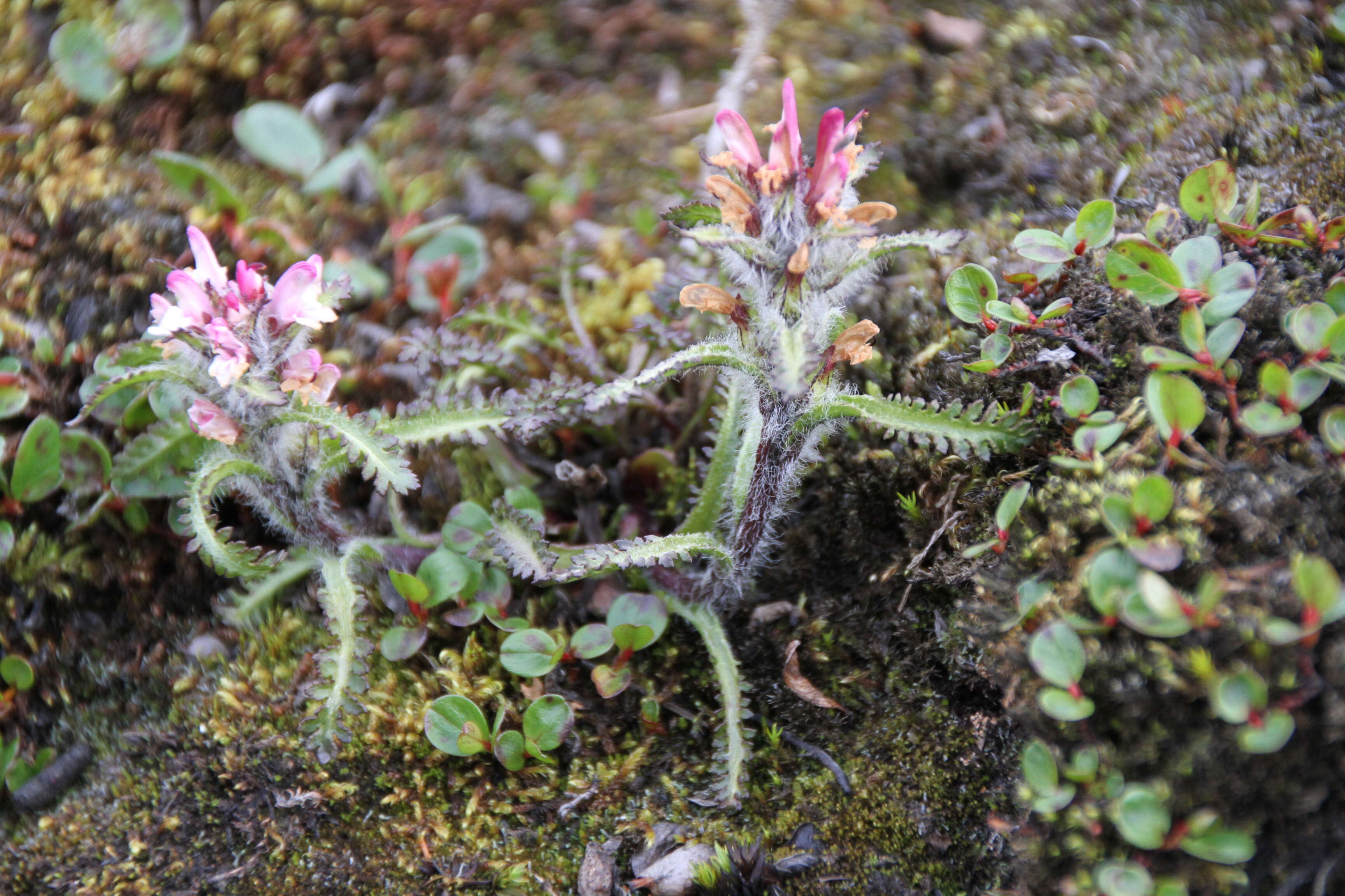 Image of hairy lousewort