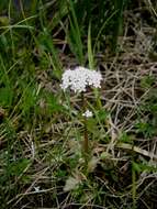 Image of marsh valerian