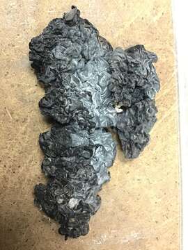 Image of Black Witches' Butter