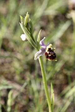 Image of Woodcock bee-orchid