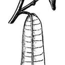 Image of Annona sclerophylla Saff.