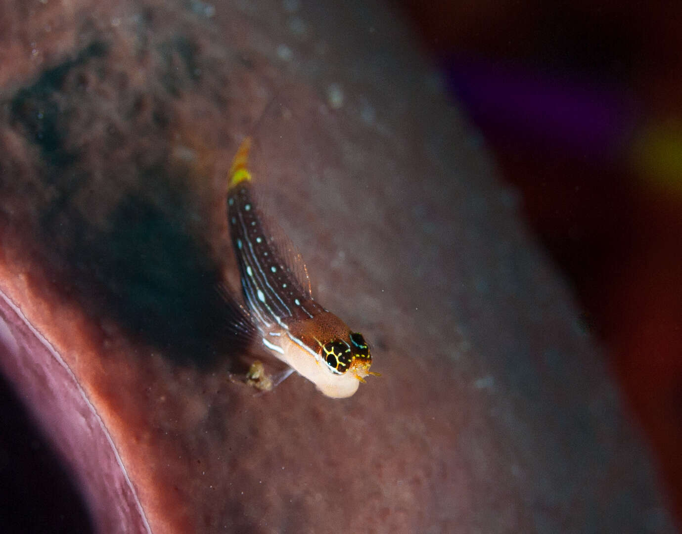 Image of Pictus Blenny