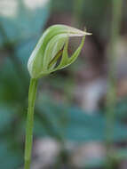 Image of Greenhood orchids