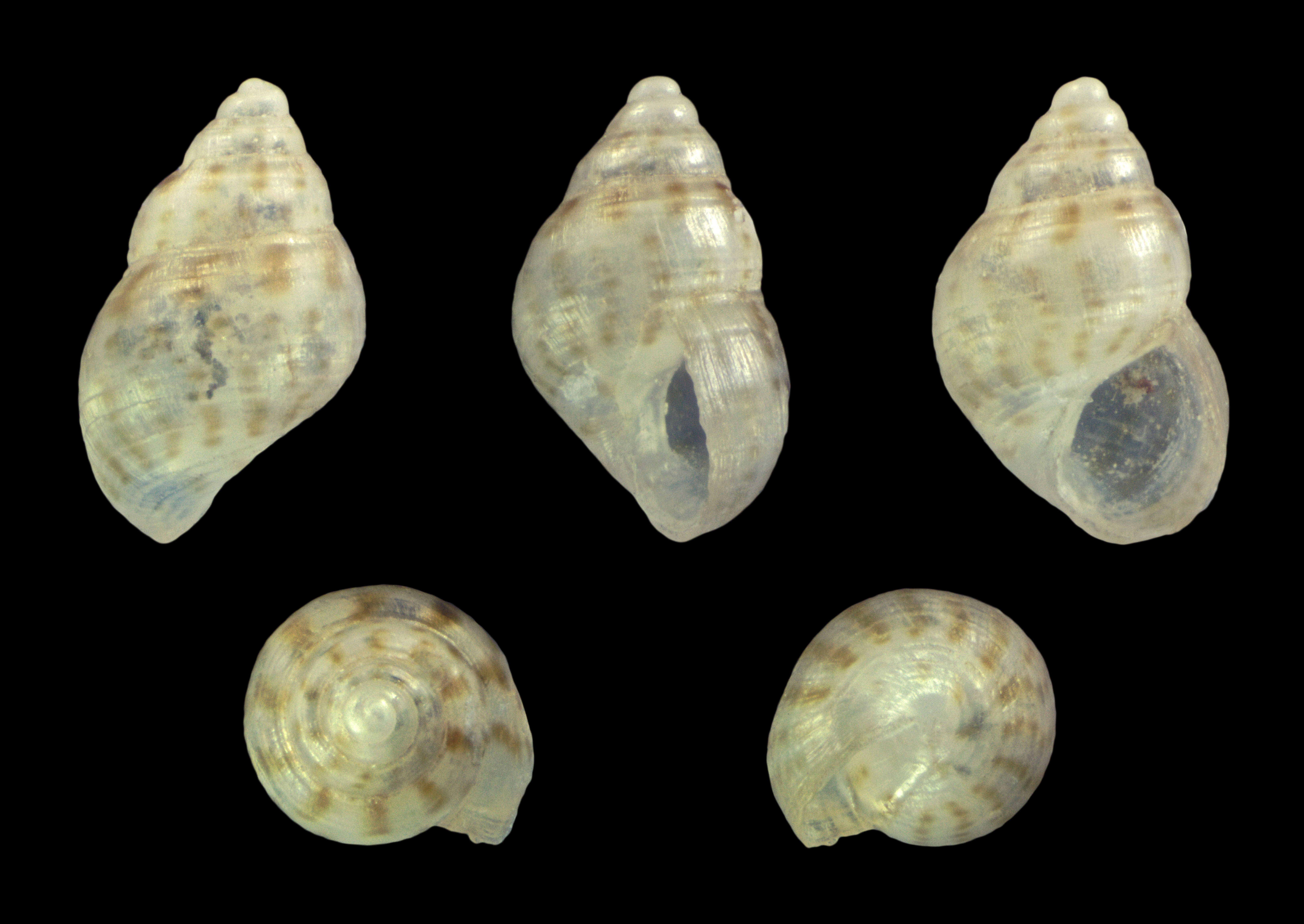 Image of Crisilla iunoniae (Palazzi 1988)