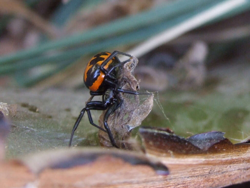 Image of Steatoda paykulliana (Walckenaer 1806)