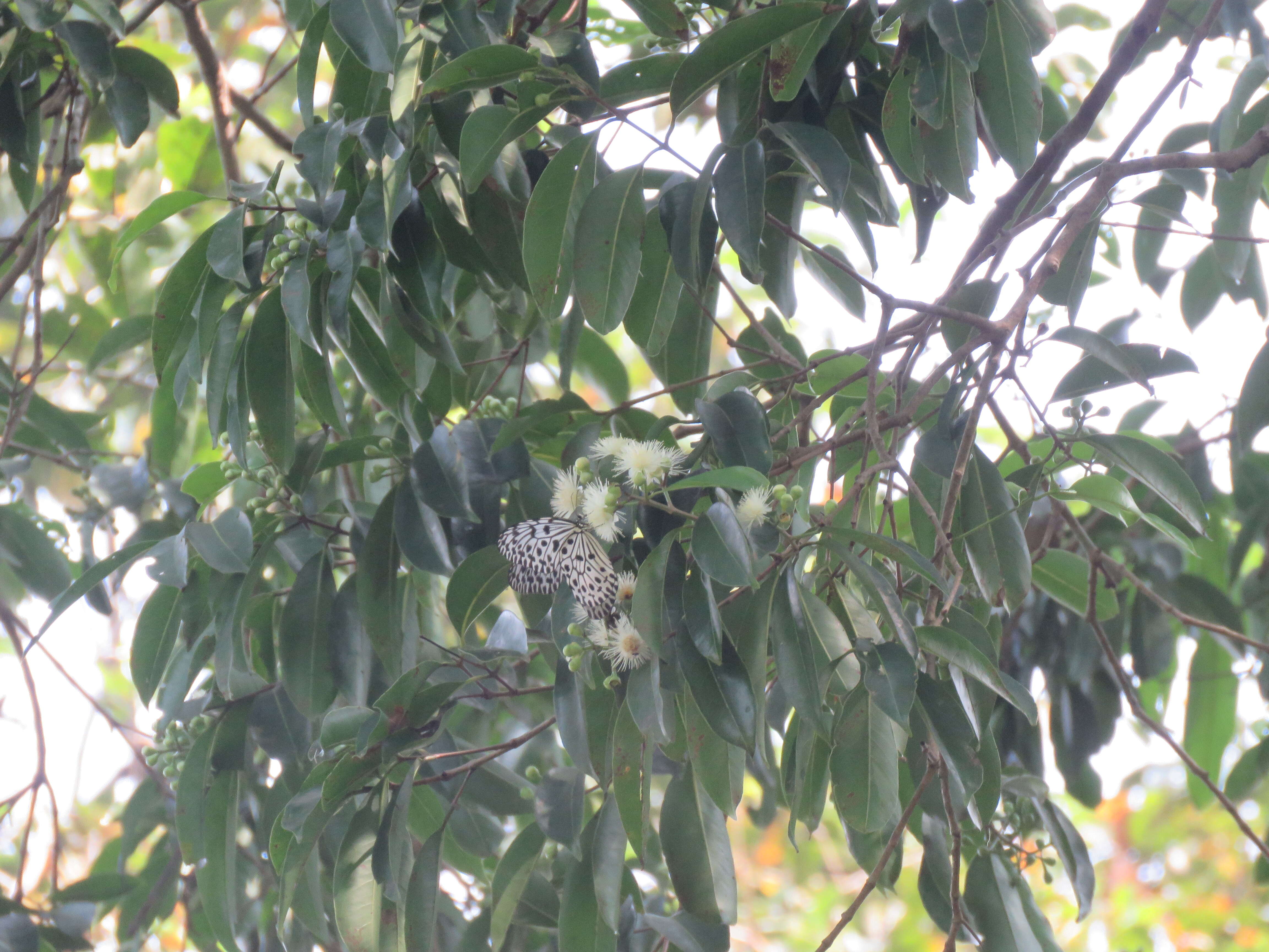 Imagem de Syzygium hemisphericum (Walp.) Alston