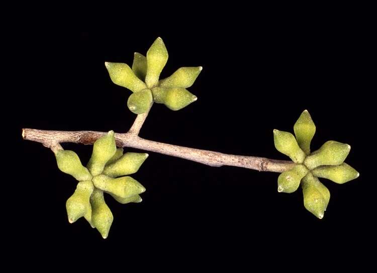 Image de Eucalyptus eugenioides Sieber ex Spreng.