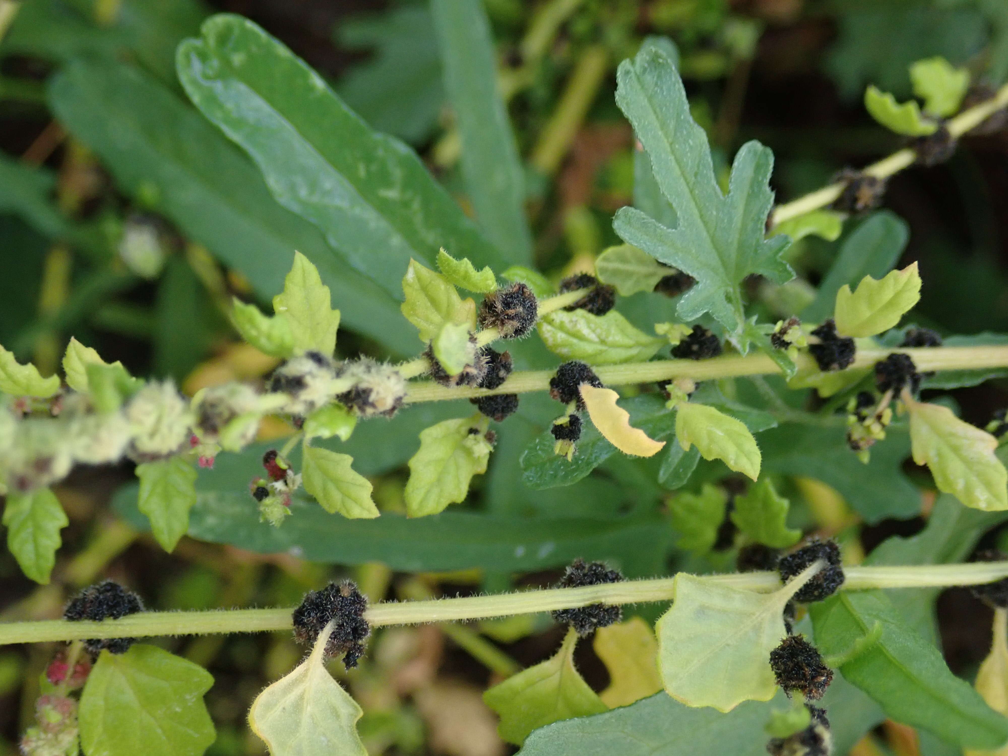 Image of Dysphania melanocarpa (J. M. Black) Mosyakin & Clemants