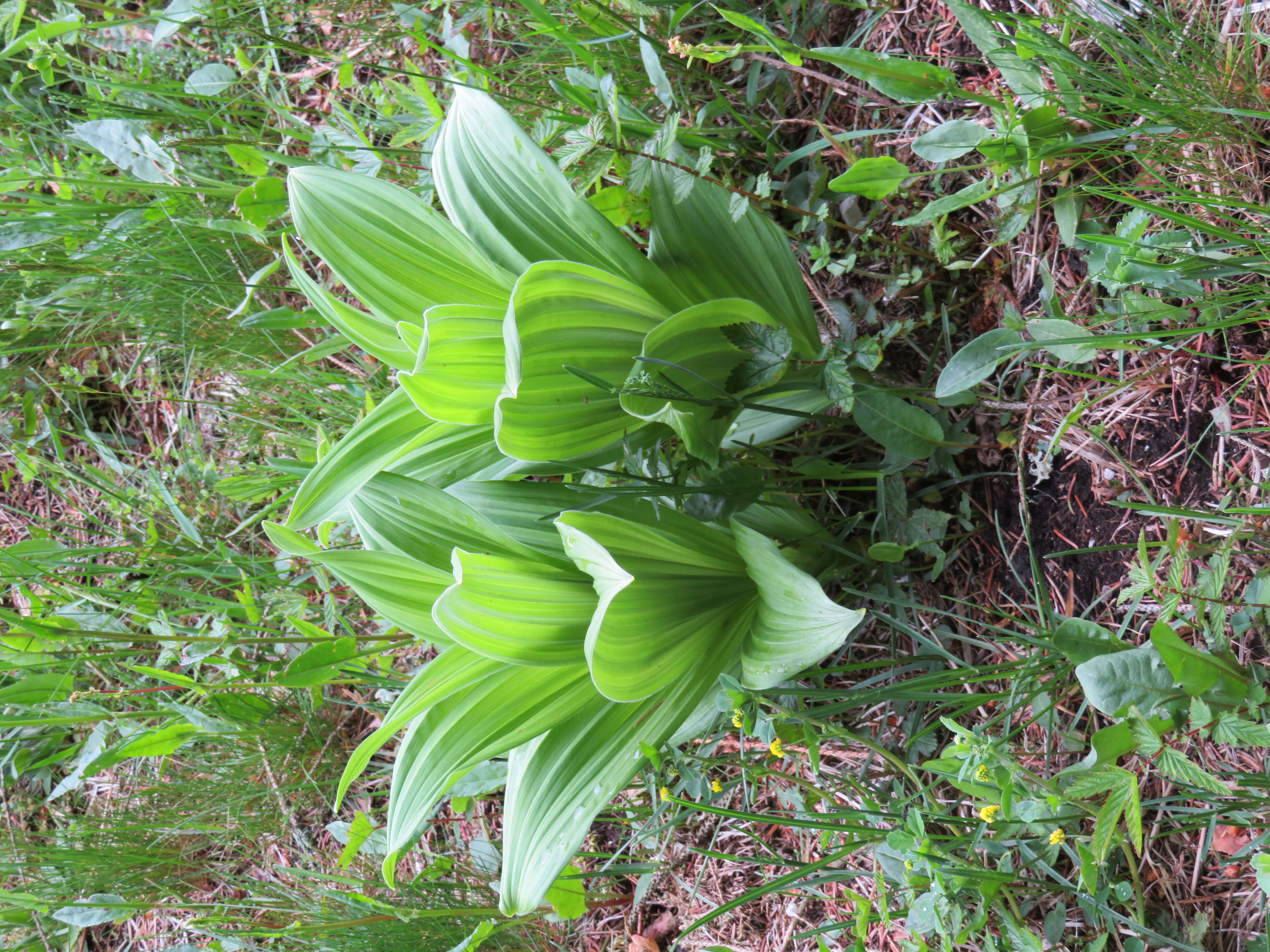 Image of false hellebore