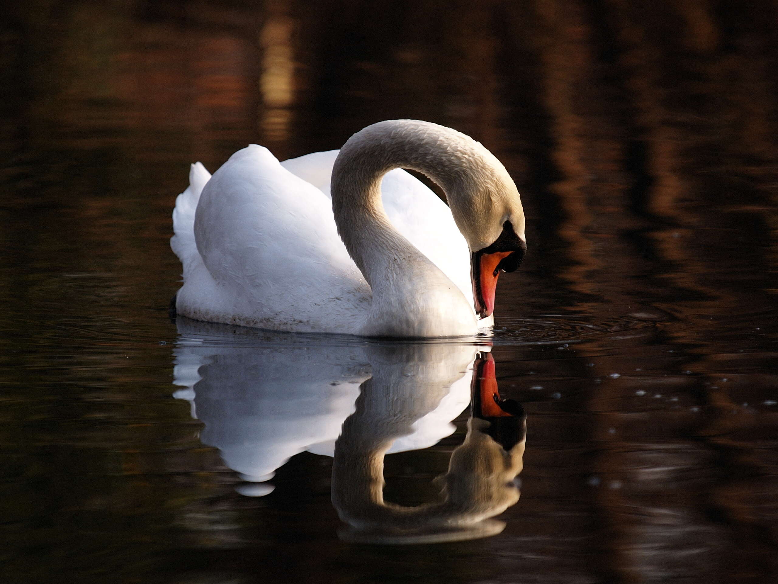 Image of Mute Swan