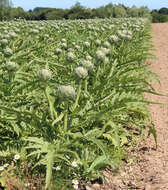 Image of cardoon