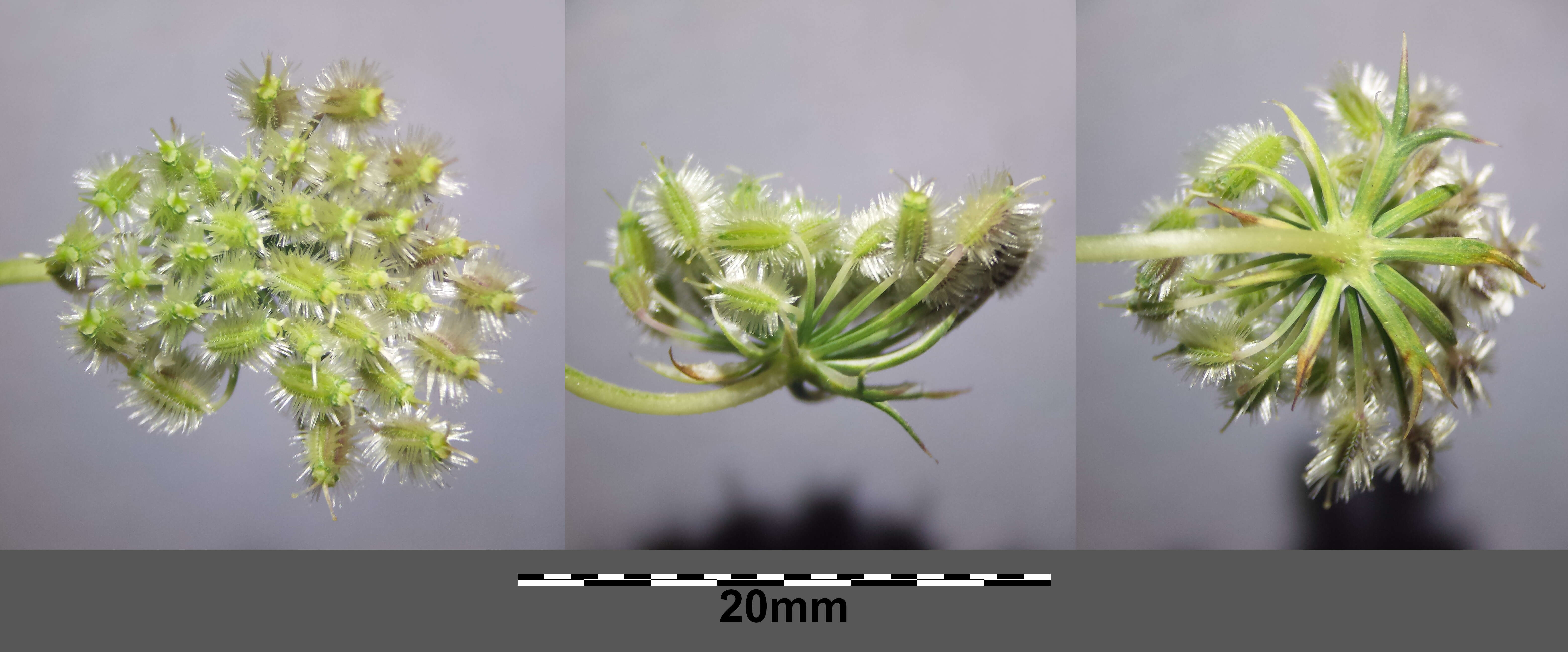 Image of Queen Anne's lace