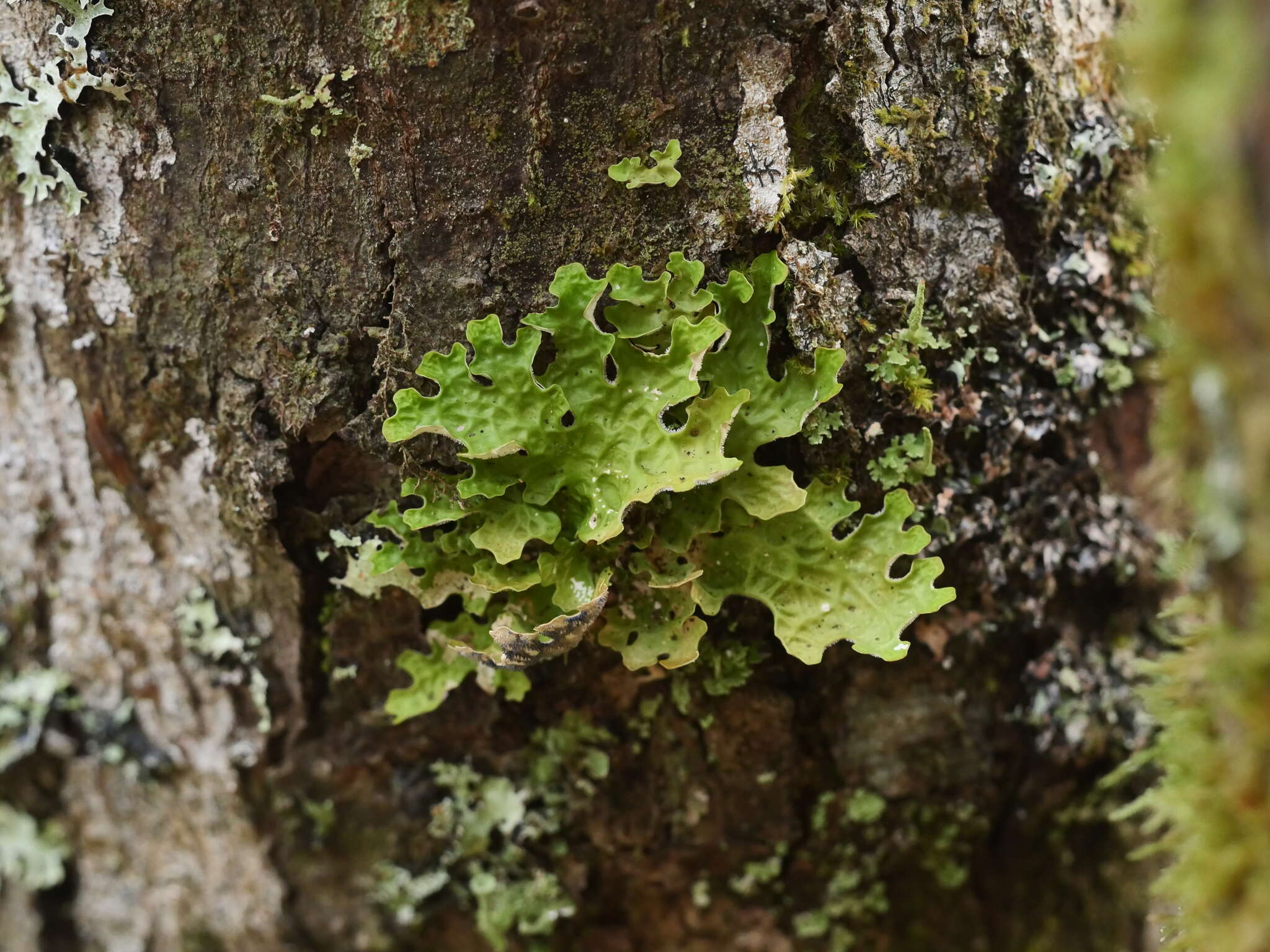 Image of Lungwort