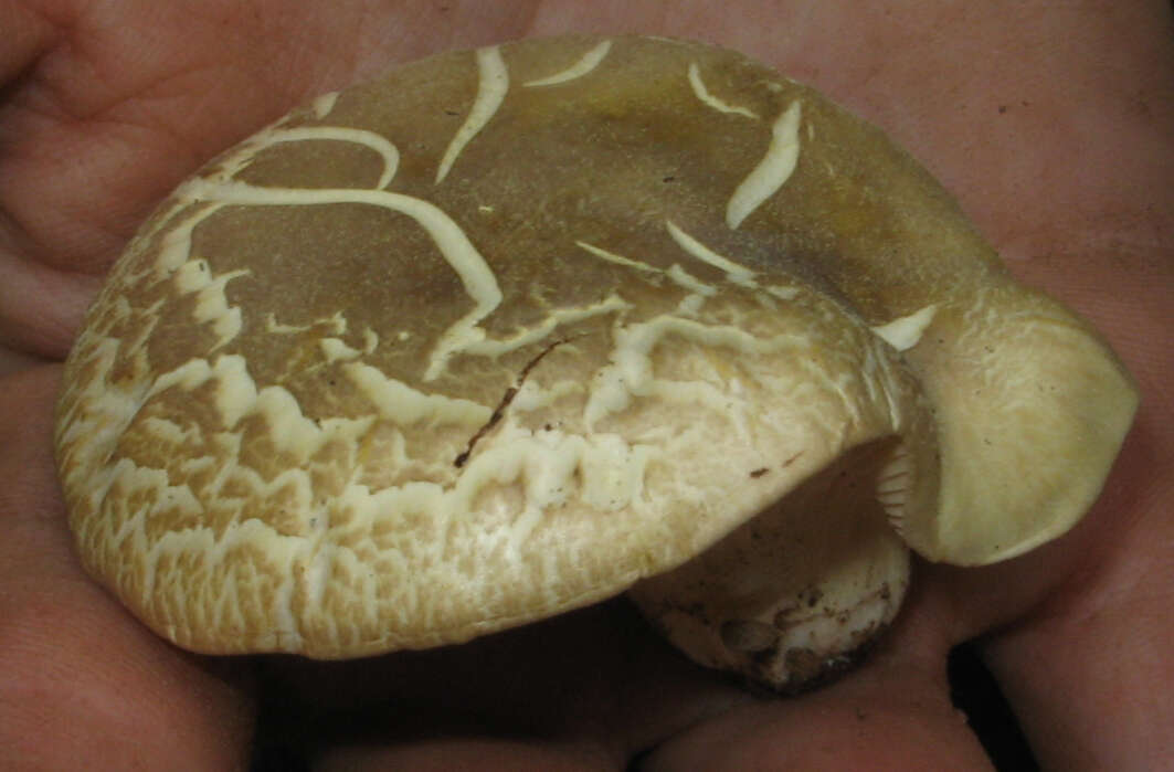 Image of Cantharocybe