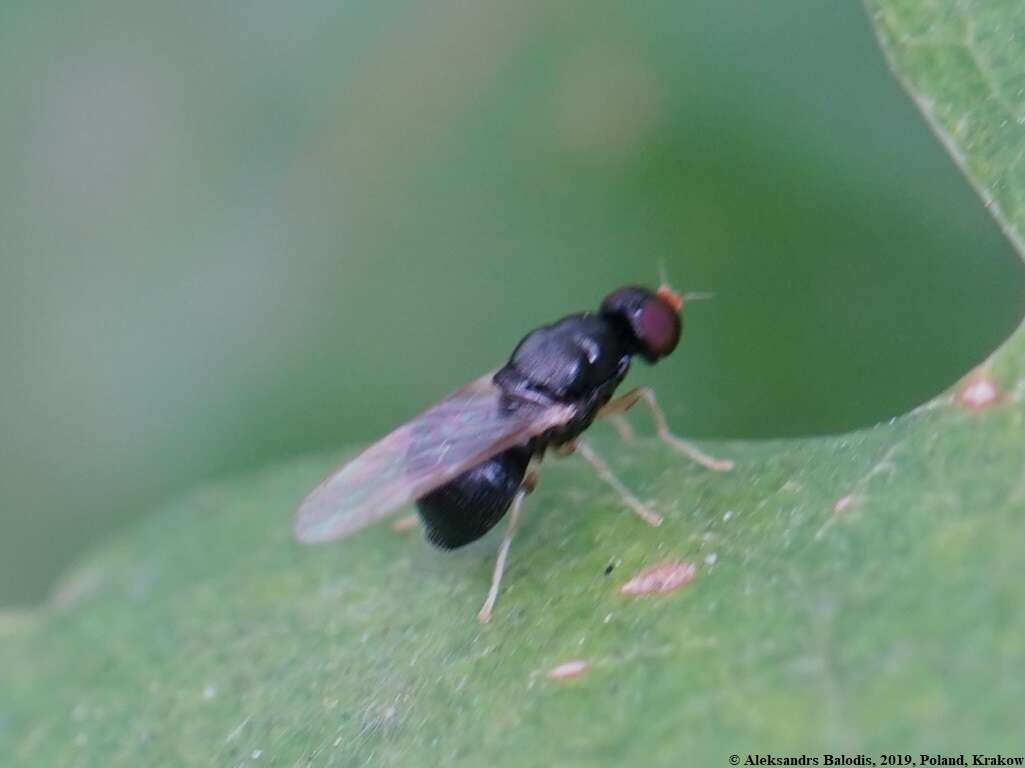 Image of Neopachygaster meromelas