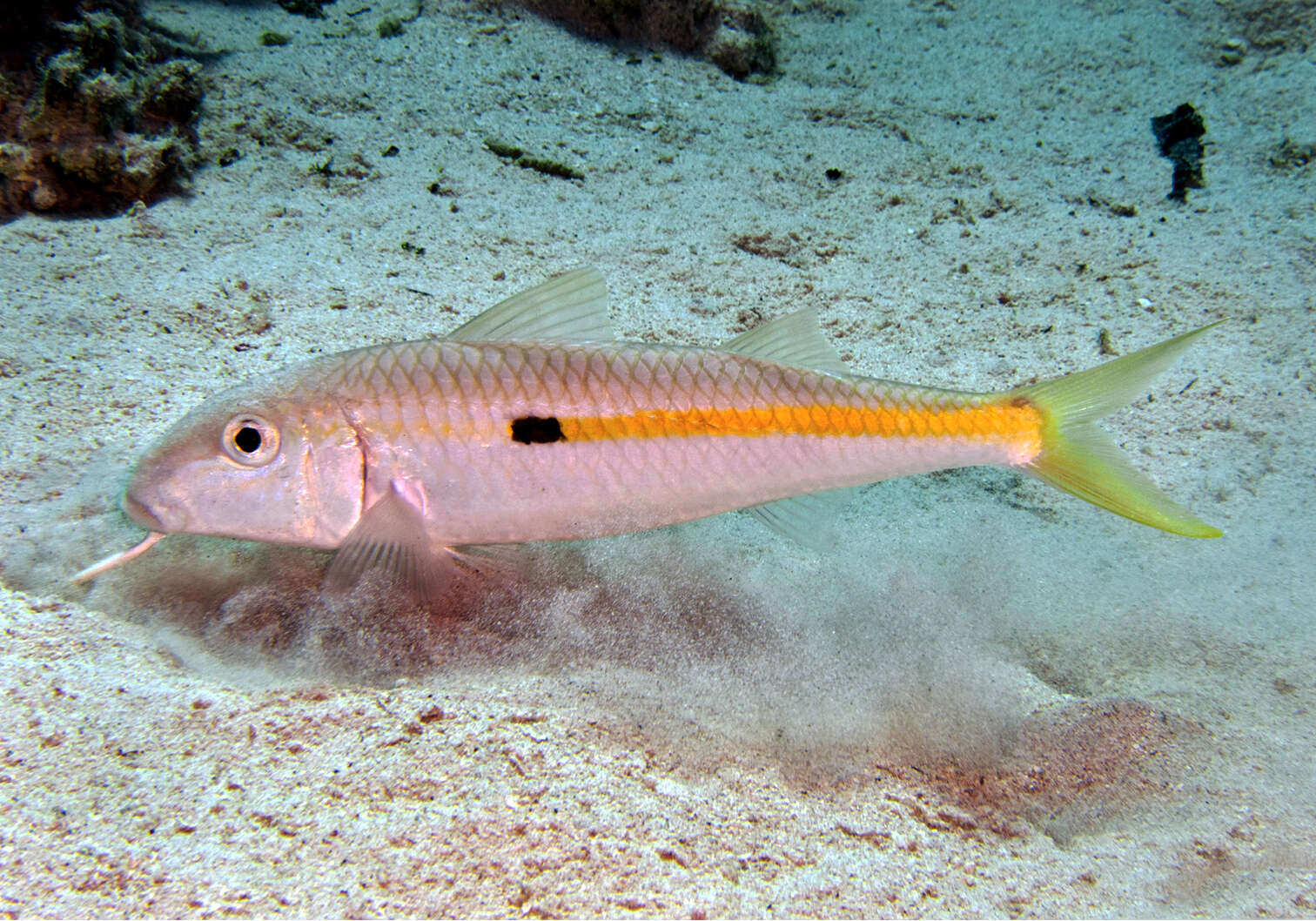 Image of Yellowstripe goatfish